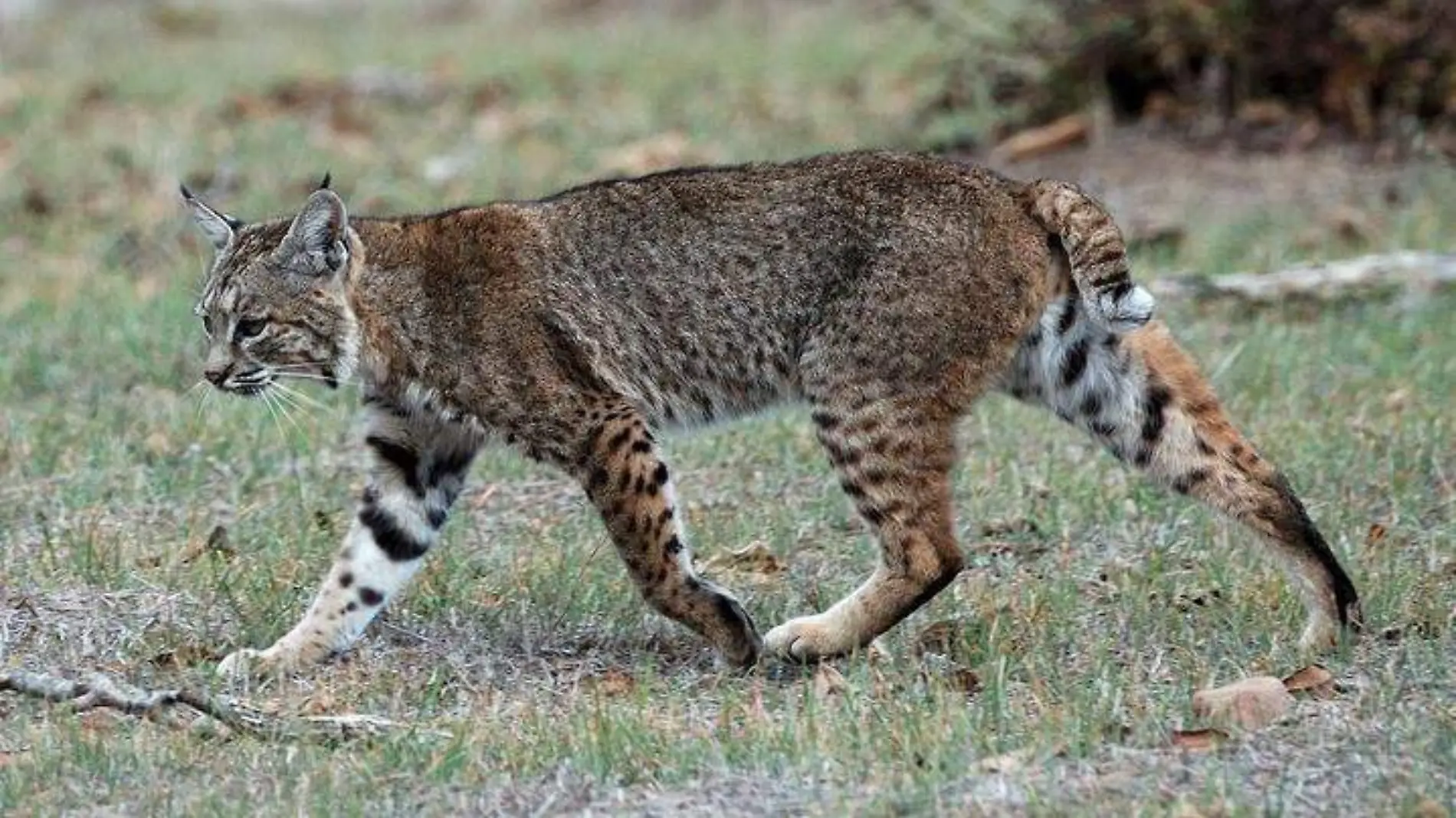 Calero_Creek_Trail_Bobcat Don DeBold from San Jose, CA, USA